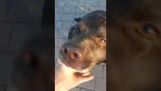 собака убирает территорию/dog cleans up area
