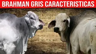 🔴 BRAHMAN GRIS Caracter&iacute;sticas ✅