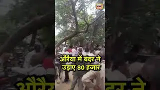 Auraiya Viral News: Monkey stole 80 thousand rupees in Auraiya