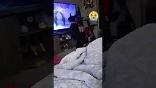 Dogs watching tv 📺 #funnypets #funny #pets #usa #dog #funnydog #funnyvideo