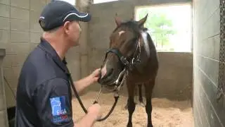 Demonstration on horse dental care by Neil Jolly