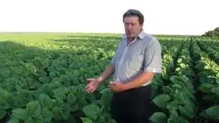 Подсолнечник No-Till - 4 (Agronomy No-Till farming)