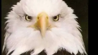 The Eagle 