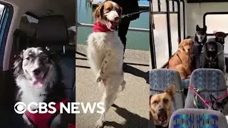 10 unbelievable stories about dogs that will surprise and inspire you