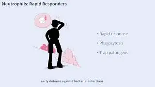 Effector Functions of Immune Cells (12 Minutes)