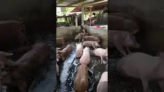 Easy Pig Feed for New Farmers #PigFeed #BeginnerFarming #PigFarm