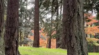 Autumn Stroll in Beacon Hill Park 🍂 October in Victoria BC