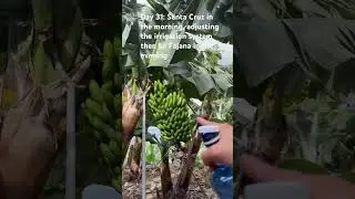 Reduced water pressure to the first 5 plants to increase pressure to the rest - troubleshooting! 🥑