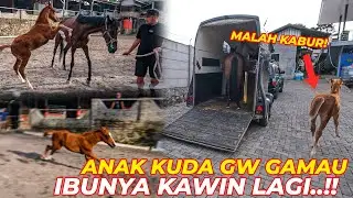 SI PUTRI UDAH MAU KAWIN LAGI, LANGSUNG SAMPERIN CALON MEMPELAI KE JAKARTA..!
