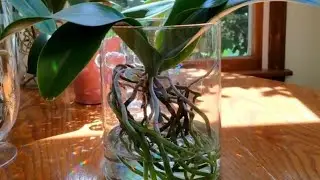 ❤️ WATER CULTURE ORCHIDS ❤️ORCHID VILLA. Cont. no. 8547997521.