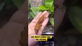 Rescued Gecko Update: The Emaciated Gecko is Thriving