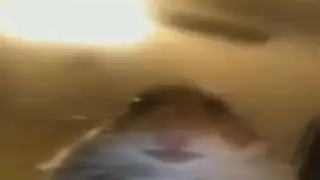 Top-5 Hamster