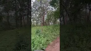 Elephant from kabini #elephant #kabini #nagarhole #elephants #viralshort #viralvideos #shortsyt