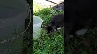 Little Vasya catches a little #fish in a bucket
