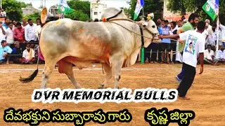 DVR MEMORIAL BULLS in proddutur senior category 3 jatha