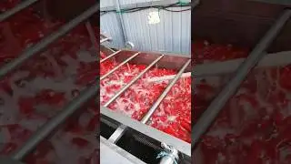 Chili sauce production line