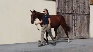 2025 V2 Yearling Sale - Lot 332 - f. N(SEALIWAY x BOMBA)