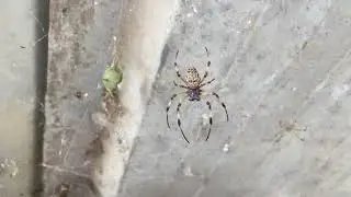Protejam as aranhas de jardim
