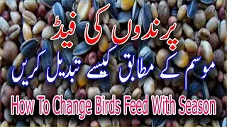 How To Change Birds Seed Mix With Season | Punjabi Budgies Parrots