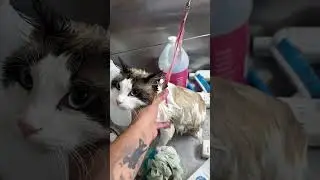 &bull;&ldquo;Cat grooming = comfort & care&rdquo; &ldquo;Clean coat, happy cat 😺&rdquo; &ldquo;Gentle care makes the difference&rdquo;