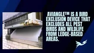 AviAngle