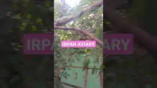IRPAN HILMI SUWANGSA AVIARY
