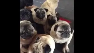 Animal Vines Cute Animals