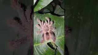 Amazon_Rainforest_Fact_#amazon #facts #gungl #snake #spider#shorts