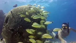 Largest Brain Coral in the Keys. Snappers Ledge.