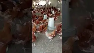 10,000 layers | 14 weeks point of Lay chickens #layers #chicken #chickens #investorbiggifarms #short