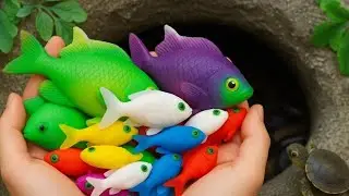 Amazing Aquarium Fish Found in a Small Natural Pond: Baby Turtles, koi, Eels,frogs,snail pencil fish