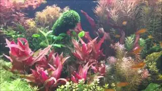 Colorful Forest  * * *  Dutch style freshwater planted tank 900 l    progression over 3 months