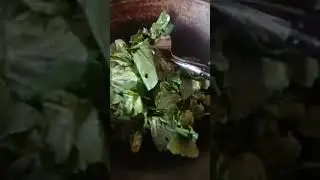 Menu sehari hari