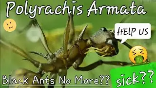 Polyrachis Armata - Big trouble in little China - golden ?? 4k