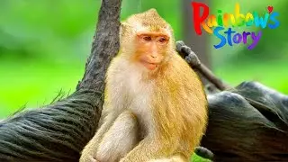 Emotional Rainbow&rsquo;s Change of Heart &mdash; Leaving Old Vinny for a New Youthful Bond!