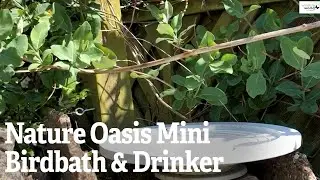 Nature Oasis Mini Birdbath & Drinker