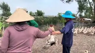 Full Video: Getting Rich Is Not Difficult&ndash;Make Money Raising Ducks with a Truck Running on the Field