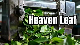 Kratom: The Ancient Leaf From Southeast Asia #Kratom #Ethnobotany #america #unitedstates