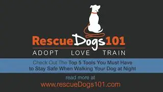 LED Dog Leash Review
