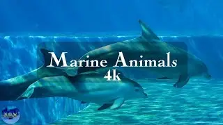 Marine animals, Nature of world 8k