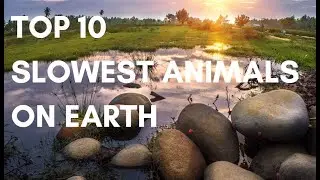Top 10 Slowest Animals on Earth
