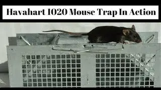 Havahart 1020 Mouse Trap In Action With Pet & Wild Mice. Live Catch Cage Trap.