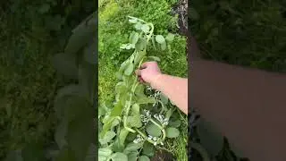 Fava Bean Experiment #gardenexperiment&nbsp;#gardenexperiments&nbsp;#growbeans&nbsp;#legumes&nbsp;#gardenfailures