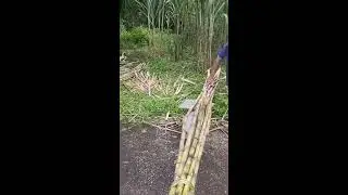 MrTiORayo Videos #175