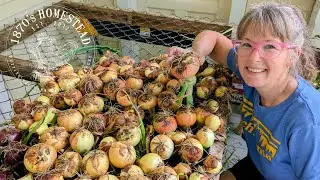 Curing Onions 101 | Extend Shelf Life & Enhance Flavor