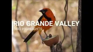 Rio Grande Valley Birds | Hooded Oriole, Green Jay, Lesser Goldfinch, etc. | TMB