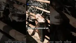 Secret farming hack! 🍅🍆🫑 No more ruined crops! 🤯 farming tips crop protection how to grow