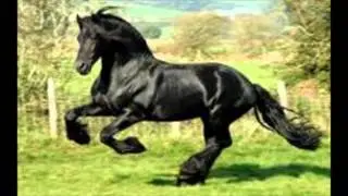 FINAL   Live like horses