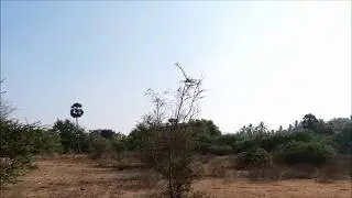 BIRD CALL II, ASIAN KOEL