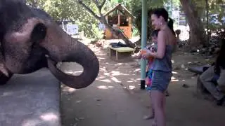 Feeding elefant in MEF (Millenium Elefant Foundation)